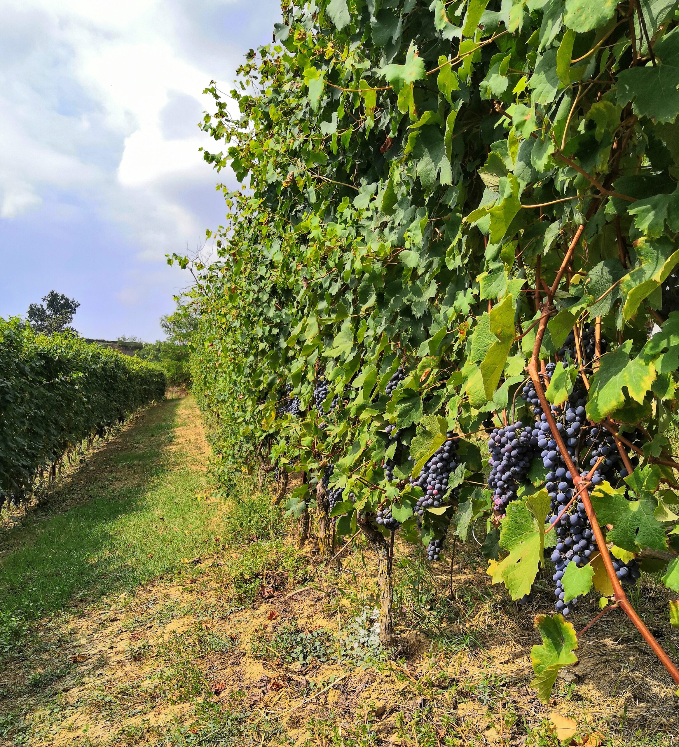 Taliano Michele vineyard
